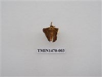 藏品(尺蠖蛾科)的圖片